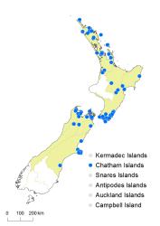 Hymenophyllum cupressiforme distribution map based on databased records at AK, CHR, OTA and WELT. 
 Image: K. Boardman © Landcare Research 2016 CC BY 3.0 NZ